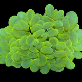 XL neon bubble coral wysiwyg