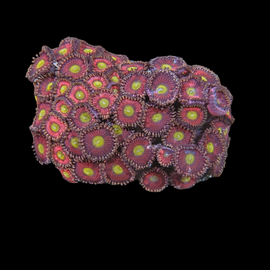 Rose with yellow mouth zoa #26
