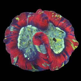Multicolor open brain coral wysiwyg
