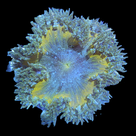 Bicolor rock anemone wysiwyg