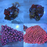Zoa pack deal