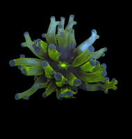 Neon with purple tips hammer