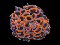 Orange wall hammer