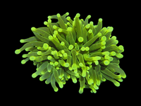 Yellow tips torch