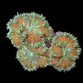 Ultra color mushroom colony