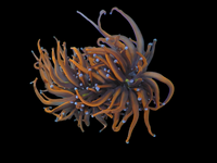 2 heads ornage with blue tips torch
