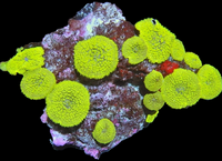 Xl neon mushrooms colony