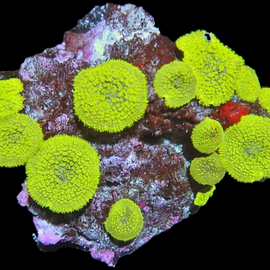 Xl neon mushrooms colony