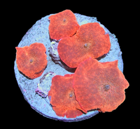 Ultra red mushrooms colony