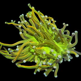 One head Hg grill torch