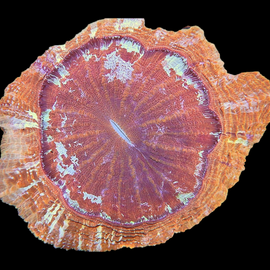 L Meat coral wysiwyg