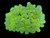 XL neon bubble coral wysiwyg