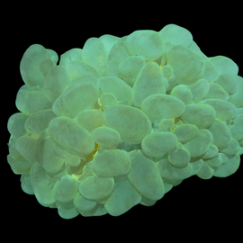 Yellowish greenish bubble coral wysiwyg