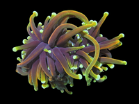 Aquaculture 2 heads dragon soul torch