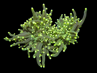 2 large head yellow tips torch