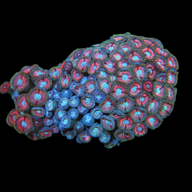 Pink with blue mouth zoa colony #31