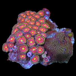 Pink with lps zoa colony #35