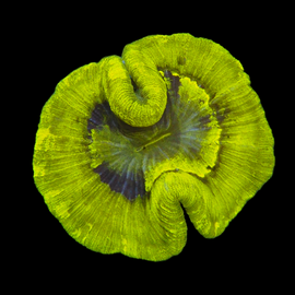 Neon open Brian coral wysiwyg