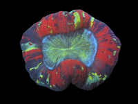 S Multicolor open brain wysiwyg