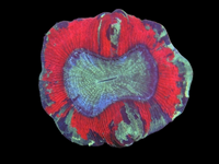 Multicolor open brain wysiwyg
