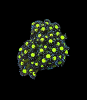 Neon with blue tips goni- wysiwyg