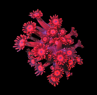 Red goni frag wysiwyg