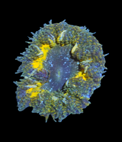 Bicolor rockflower anemone wysiwyg