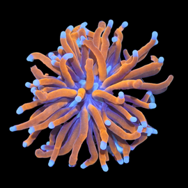 One head ultra gold with blue tips