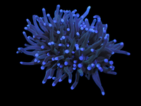 Blue tips torch