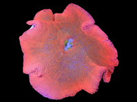 Orange carpet anemone xxl - wysiwyg