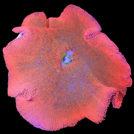 Orange carpet anemone xxl - wysiwyg