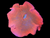Orange carpet anemone xxl - wysiwyg