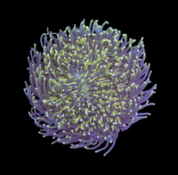 XL golden Heliofungia wysiwyg
