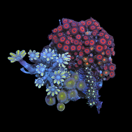 Zoa garden # 5