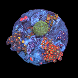 Zoa garden #6