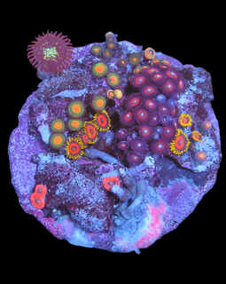 Zoa garden #7