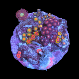 Zoa garden #7