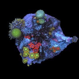 Zoa garden #9