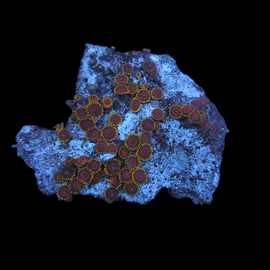 Zoa colony #13