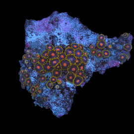 Zoa colony #14