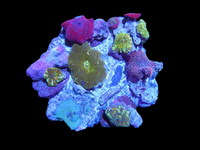 Mushrooms mix colony