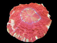 XL mutli color meat coral