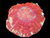 XL mutli color meat coral