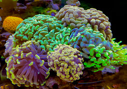 HAMMER CORAL