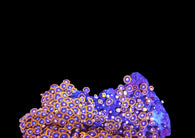 L Zoa colony 16