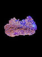 L Zoa colony 16