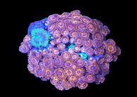 Devil eye zoa colony #13