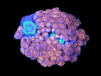 Devil eye zoa colony #13