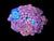 Devil eye zoa colony #13