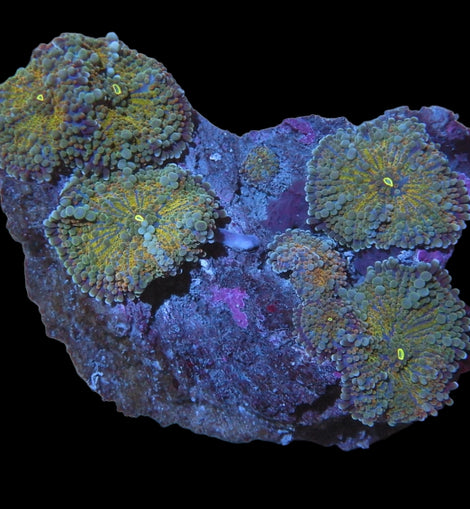 XL Orange Ricordea Mushrooms colony